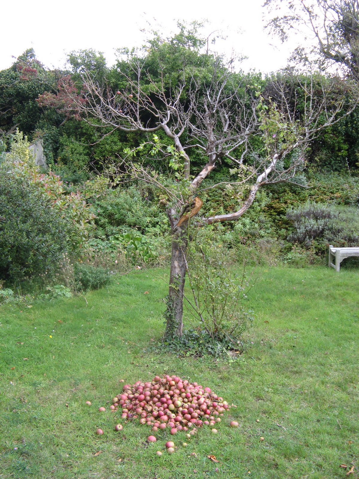 An East Sussex Garden A dead apple tree