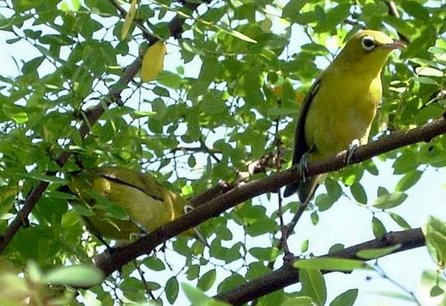 Gambar dan Jenis Jenis Burung Pleci Kacamata di Indonesia - All About Pleci