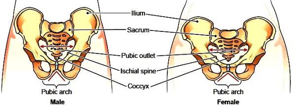 TRANSVESTIGATION HIPS