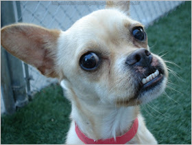 chihuahua rescues near me