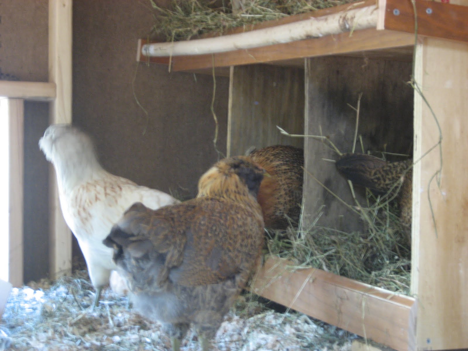 Chicken Scratch Nesting Instincts