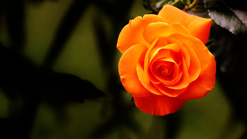 Orange Rose