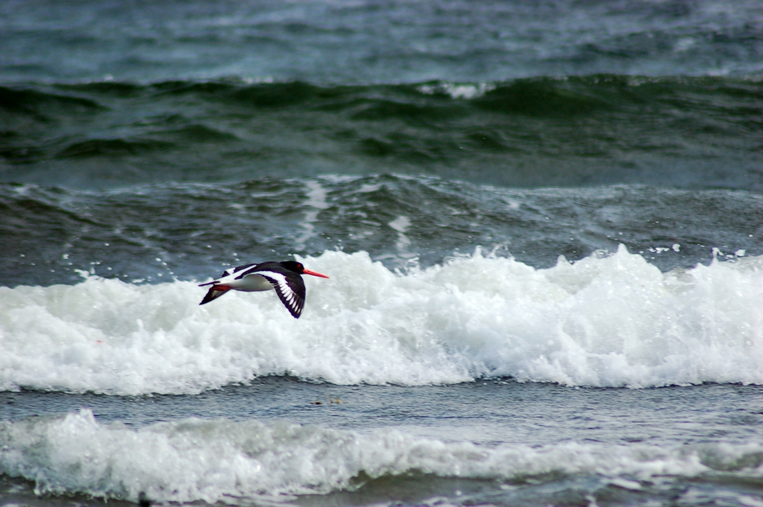 Tarbert, Loch Fyne 2015
