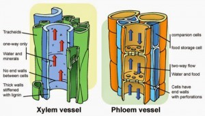 Beda Xilem dan Floem pada Tumbuhan