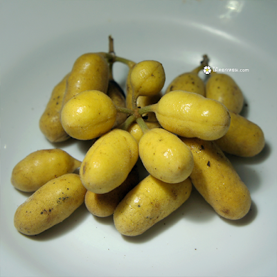ผลกล้วยเต่า กินได้ รสชาติหอมหวานอร่อยมาก