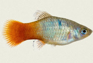 Ikan Platy Malibu Sunset Gambar Ikan Platy Malibu Sunset