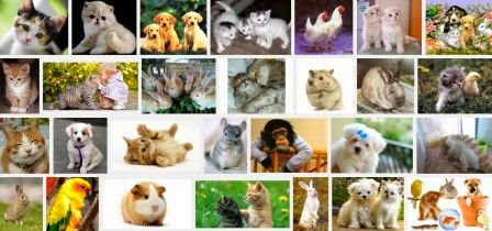 Contoh Deskripsi Hewan dan Gambarnya