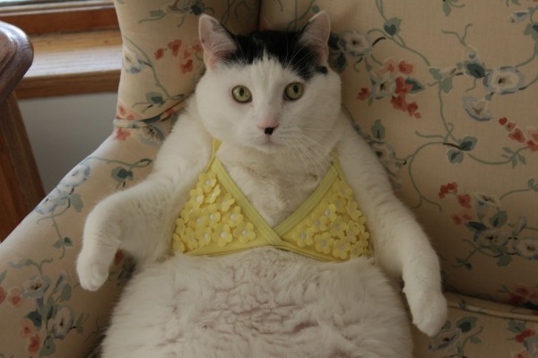 The Best Cat Food To Feed Your Cat The Best Cat Food To Feed Your Cat