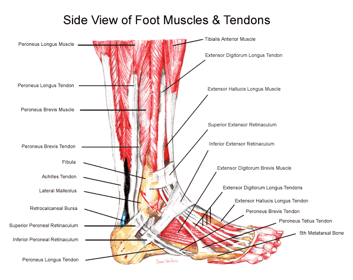 ankle anatomy ankle injury