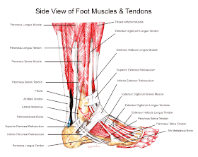 Building Better Athletes: Anatomy Lesson: The Foot and Ankle