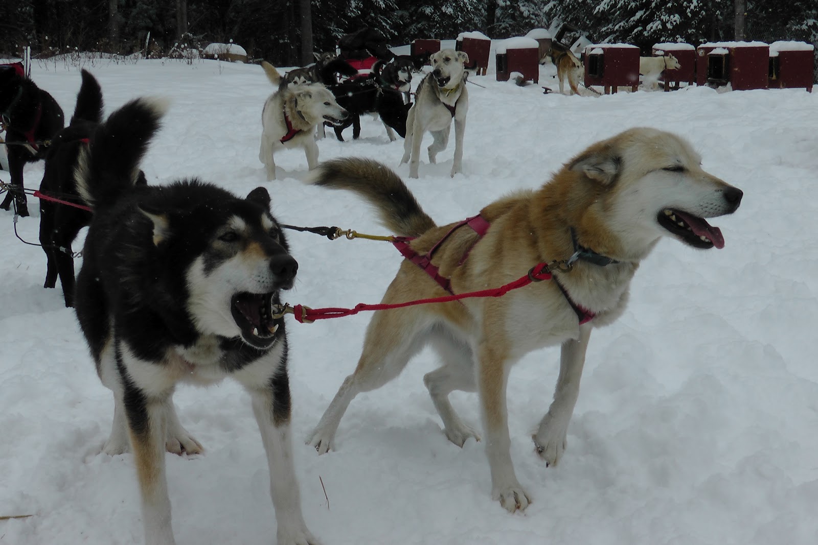 The Southern Terrain Blog Dog Sledding in Minnesota