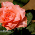 Rose Shape And Colors Photo 