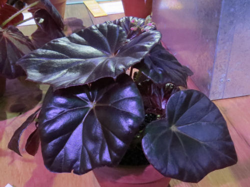 Philadelphia Flower Show 2015- begonia Red Fred