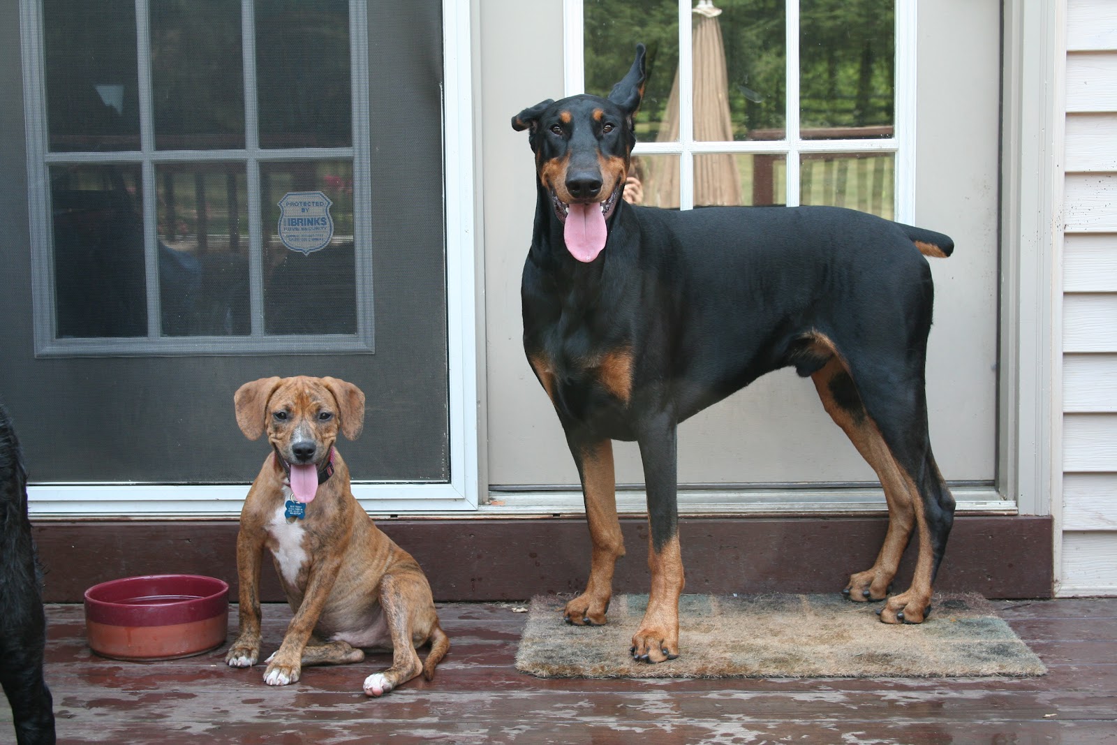 Feathered Quill Book Reviews Interview with Kim Kavin author of