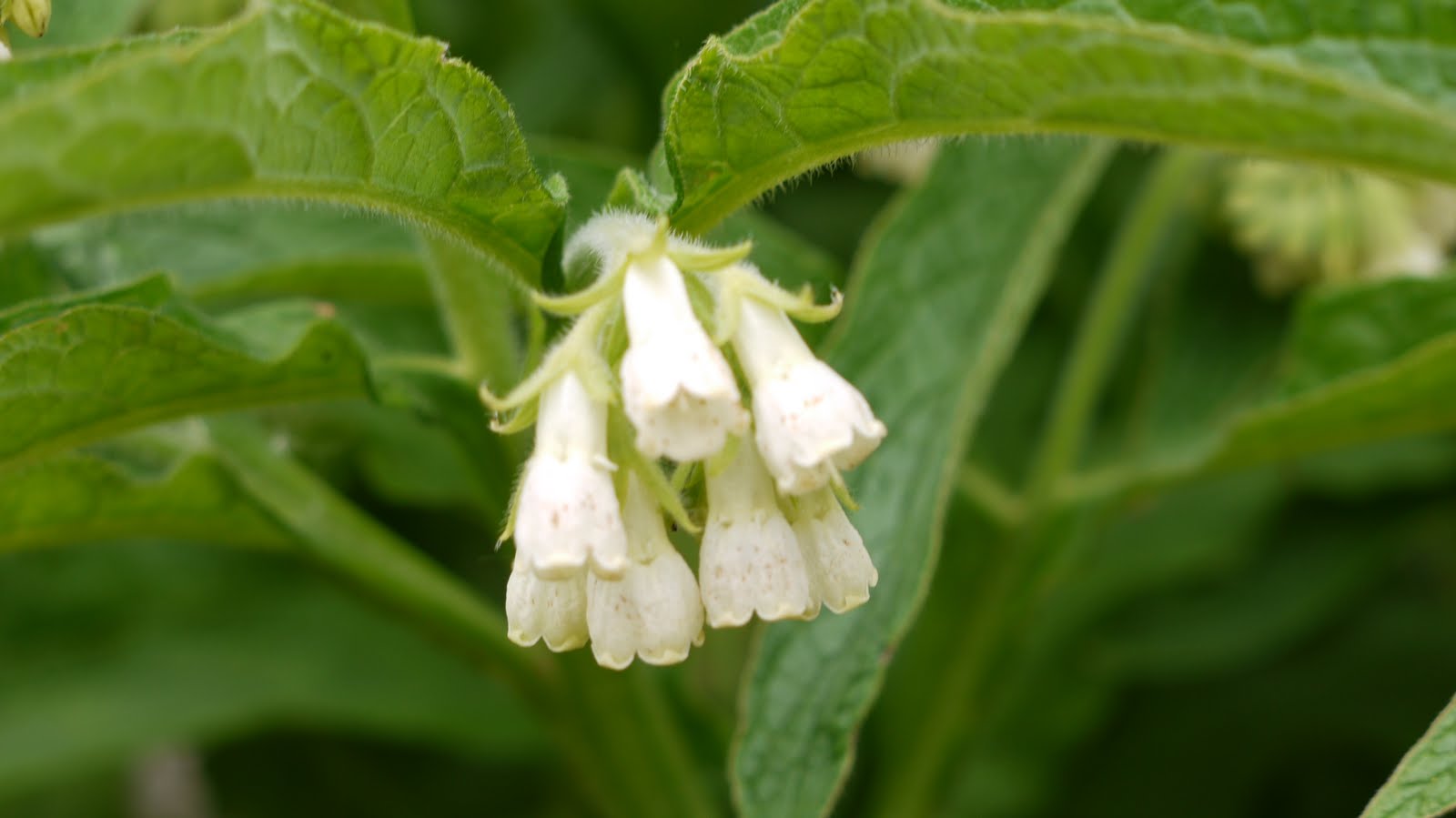 BourbonBeauty Summer StapleBeaver Butter