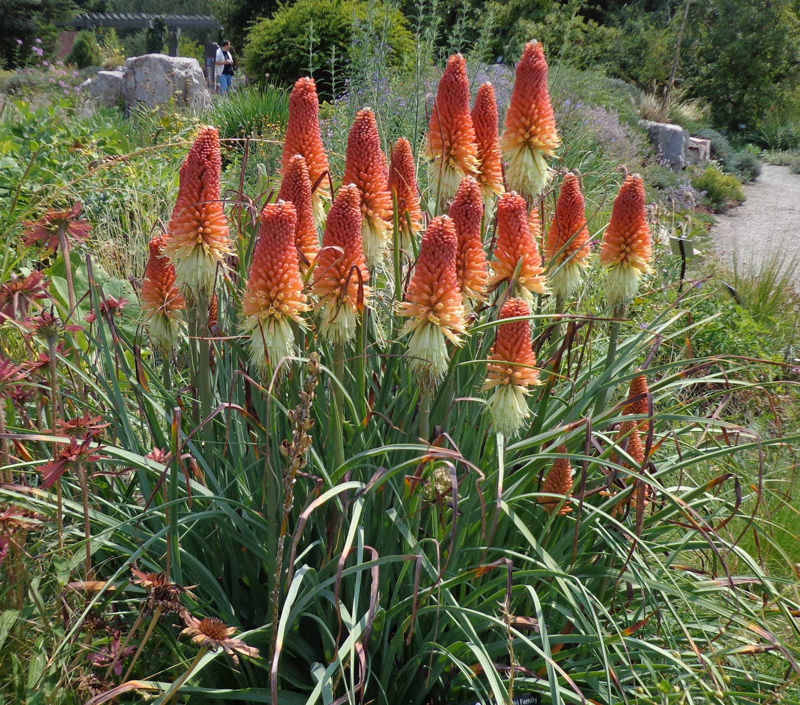 Prairiebreak: Queen of torch lilies: Kniphofia caulescens