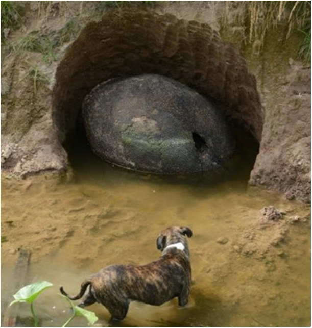GEMPAR!! Penemuan KERANG GERGASI Besusia 10,000 Tahun.. GILAAA La Punya BESARR!! mangga