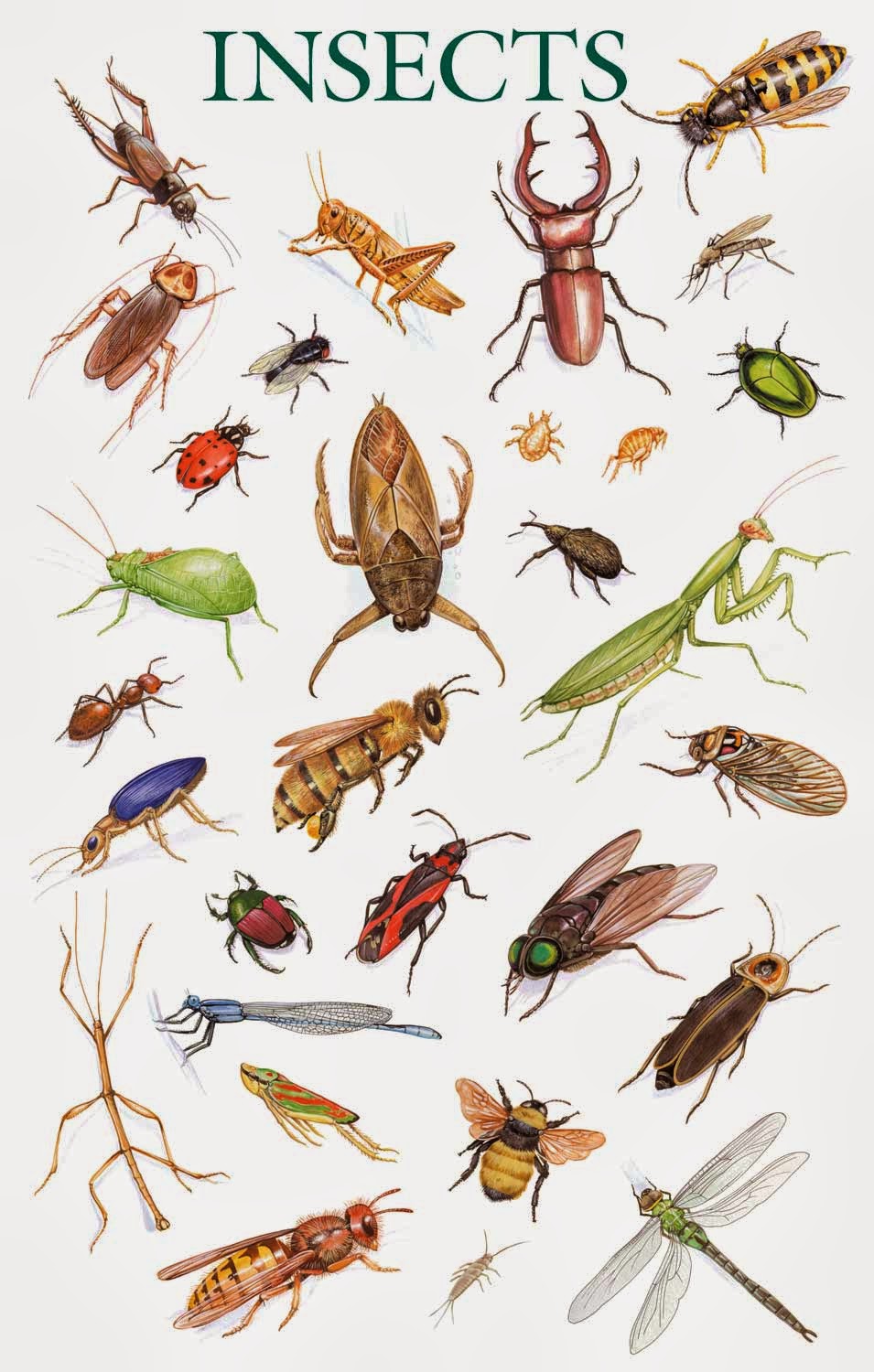 Hỏi - đáp: Đặc điểm hình thái của côn trùng? Các bộ côn trùng nào ...