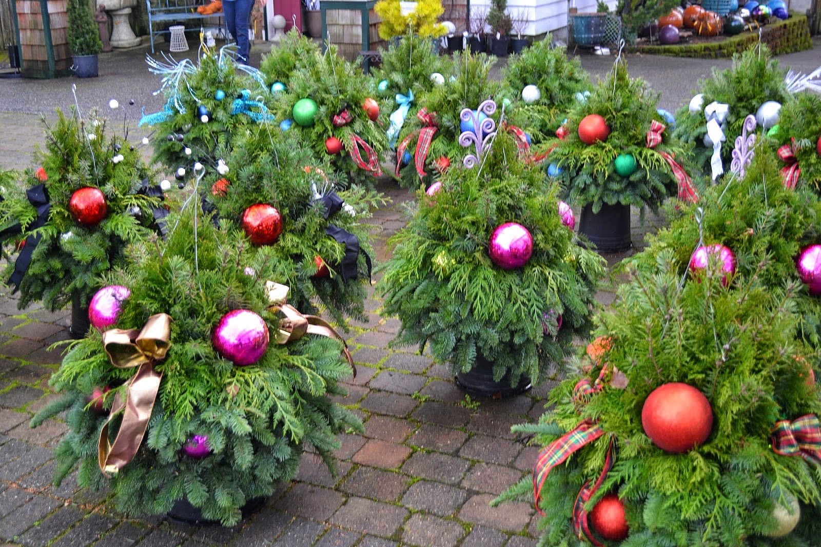 The Outlaw Gardener Vassey Nursery in December