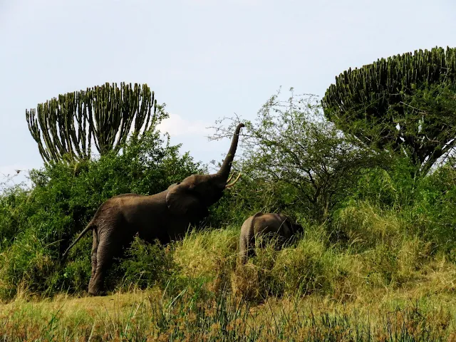 Grazing elephants along the Kazinga Channel in QENP in Uganda