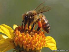 9 Fakta Menarik Tentang Lebah Madu