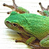 List Of Amphibians Of Minnesota - Tree Frogs In Minnesota