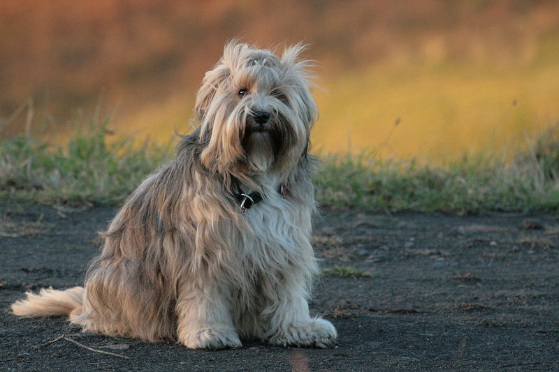 Tibet-Terrier