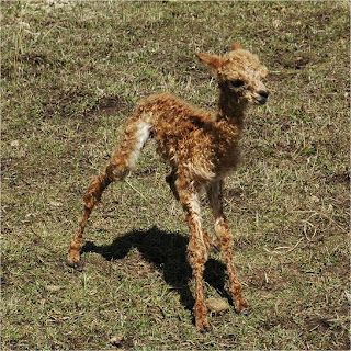 A newborn cria learning how to walk and stand.