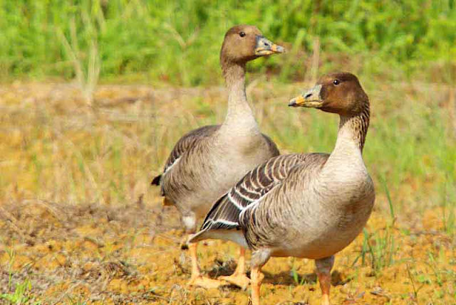  pair of Bean Geese,open field,standing