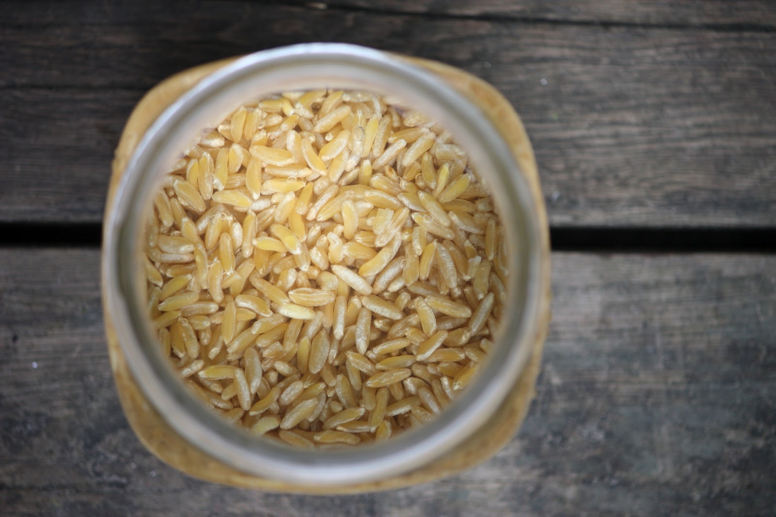 Baking Stories Sprouting Kamut