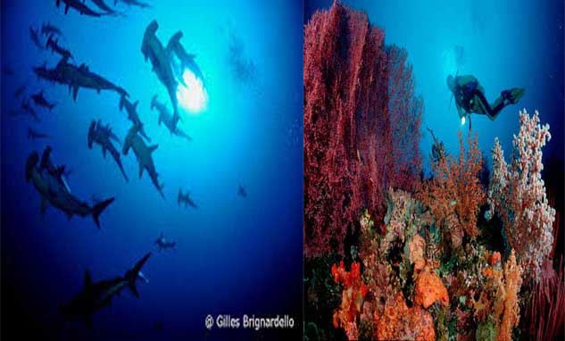 Komodo scuba diving Komodo island diving