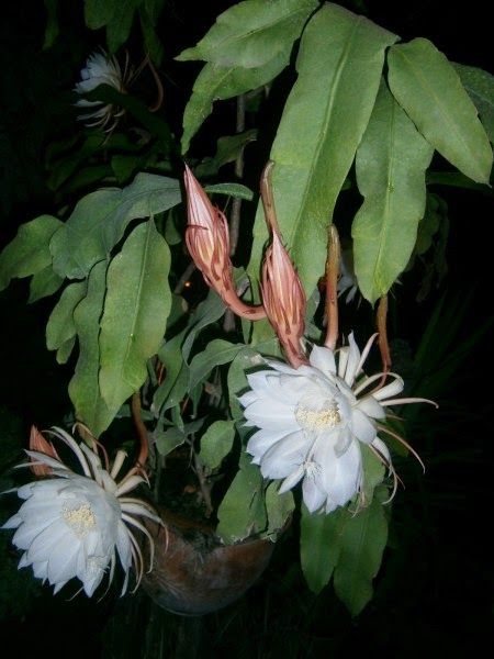 Epiphyllum oxypetalum - Blog Arco do Verde