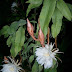 Epiphyllum oxypetalum 