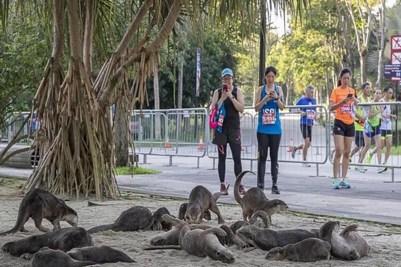 Otters surprise runners at Standard Chartered Singapore Marathon, posted on Wednesday, 12 December 2018