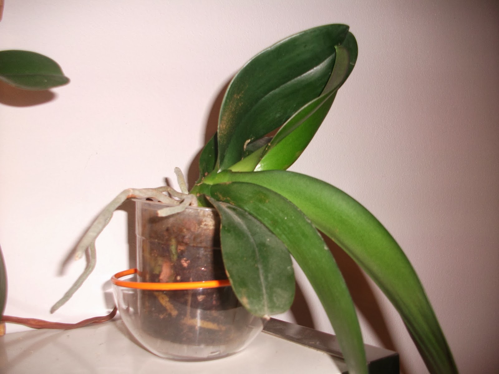 Come Salvare Un Orchidea Senza Foglie