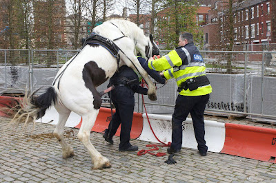pferd fickt oder besteigt einen Polizisten in Holland. Mit einem enormen Penis.