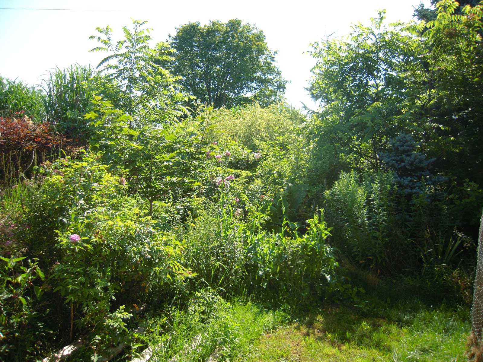Vegetable Garden Overgrown With Weeds Fasci Garden