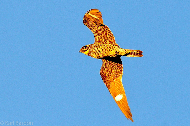 Hawk Ridge Blog: raptor and non-raptor count summaries