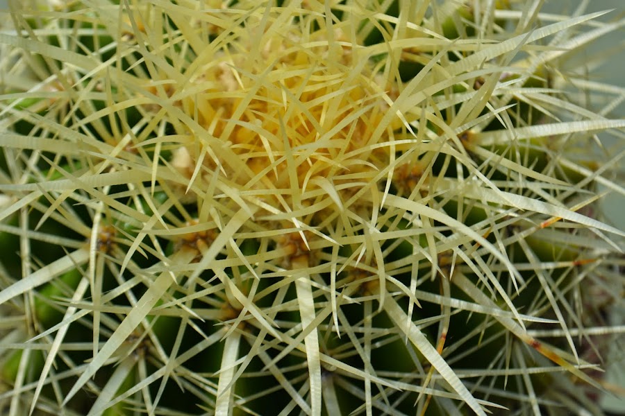 Echinocactus grusonii. Cactus esférico en maceta.