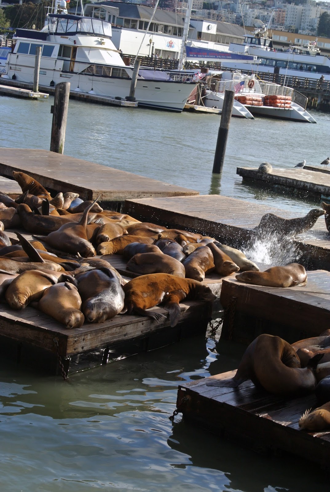 Sea Lions San Francisco 