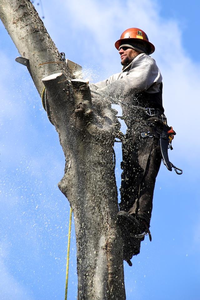 MEC&F Expert Engineers Tree limb kills 25yearold worker employed by