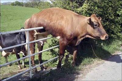 cow.jpg