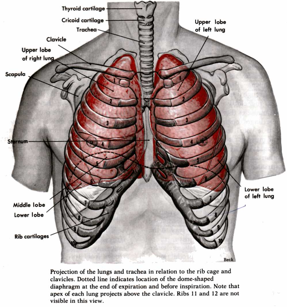 Alan Lungs Style