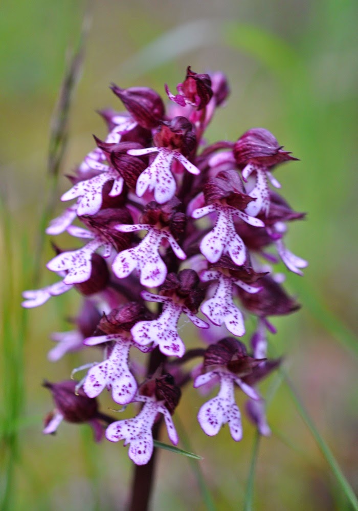 Orchis purpurea Orchis purpurea