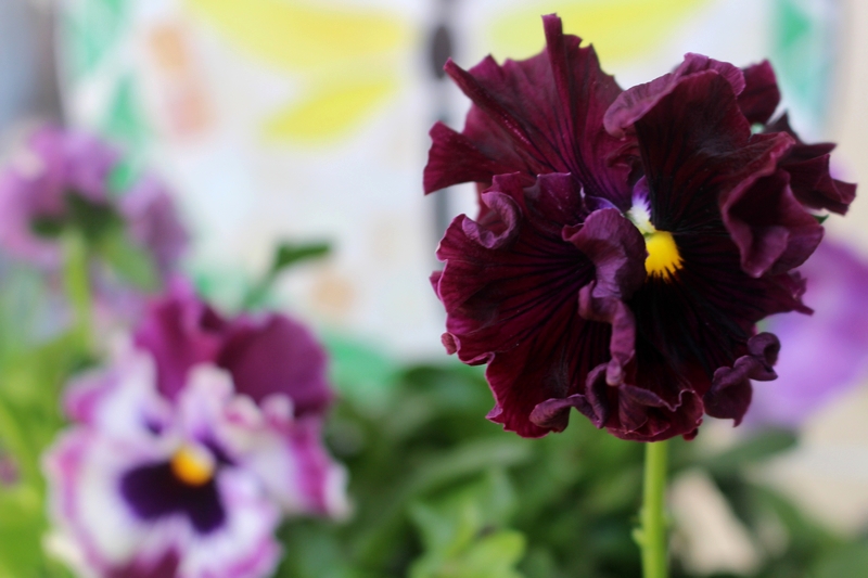La Fleur Du Dimanche Les Cloches Vont A Rome Les Clochettes