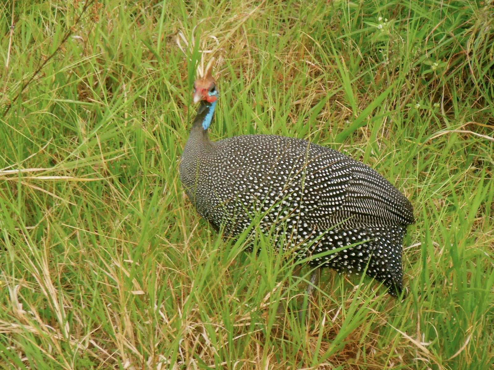 The Journey Kenya Safari