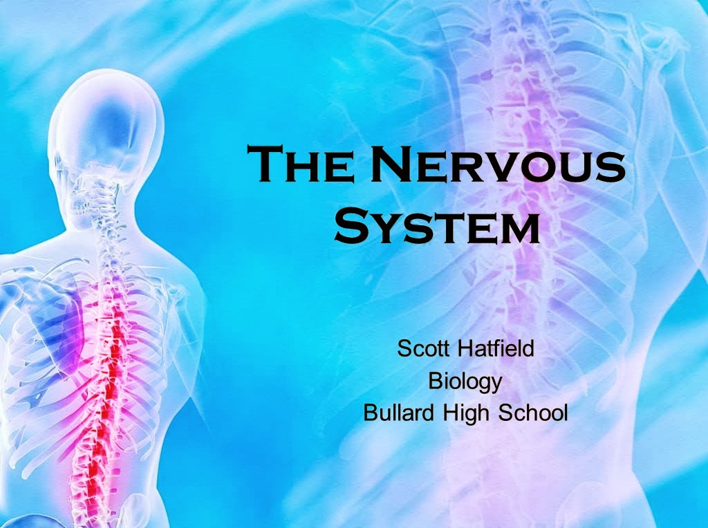 Biology Knights POWER POINT THE NERVOUS SYSTEM