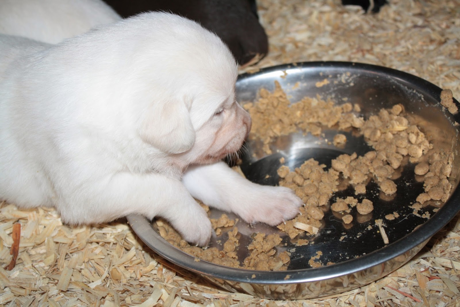Top of the Hill Labs 3 Weeks Old Puppy Food, Yum!