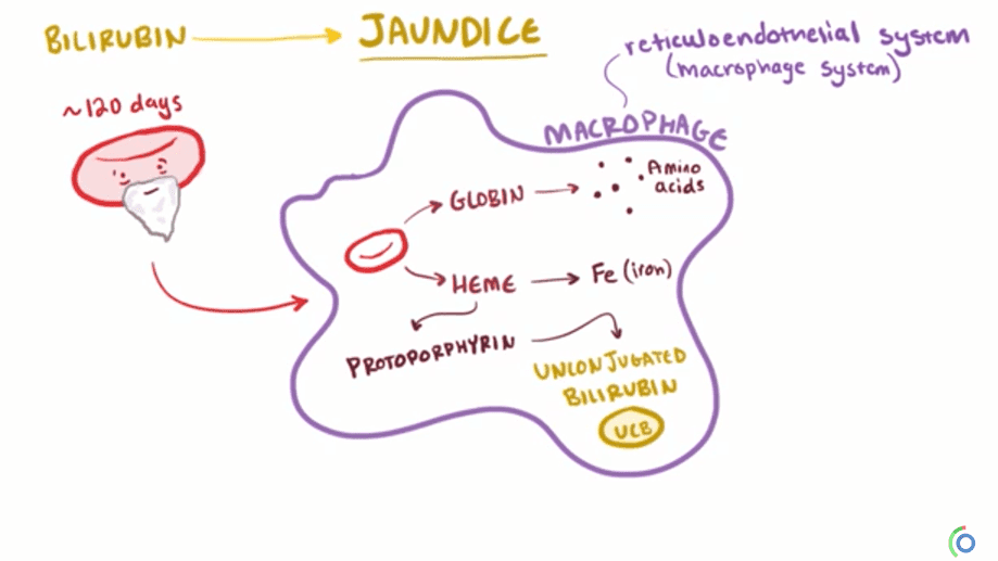 Hyperbilirubinemia Pathophysiology