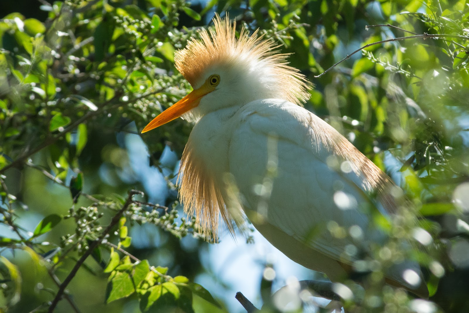 A Tree Falling: UT Southwestern Medical Center Rookery: July 2017
